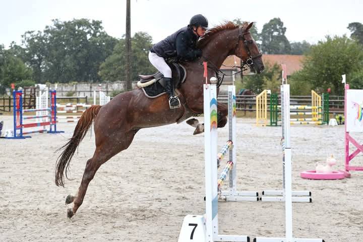 Caballo castrado Trot&oacute;n Franc&eacute;s En venta 2015 Alaz&aacute;n tostado