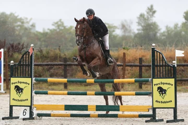 Caballo castrado Trot&oacute;n Franc&eacute;s En venta 2015 Alaz&aacute;n tostado