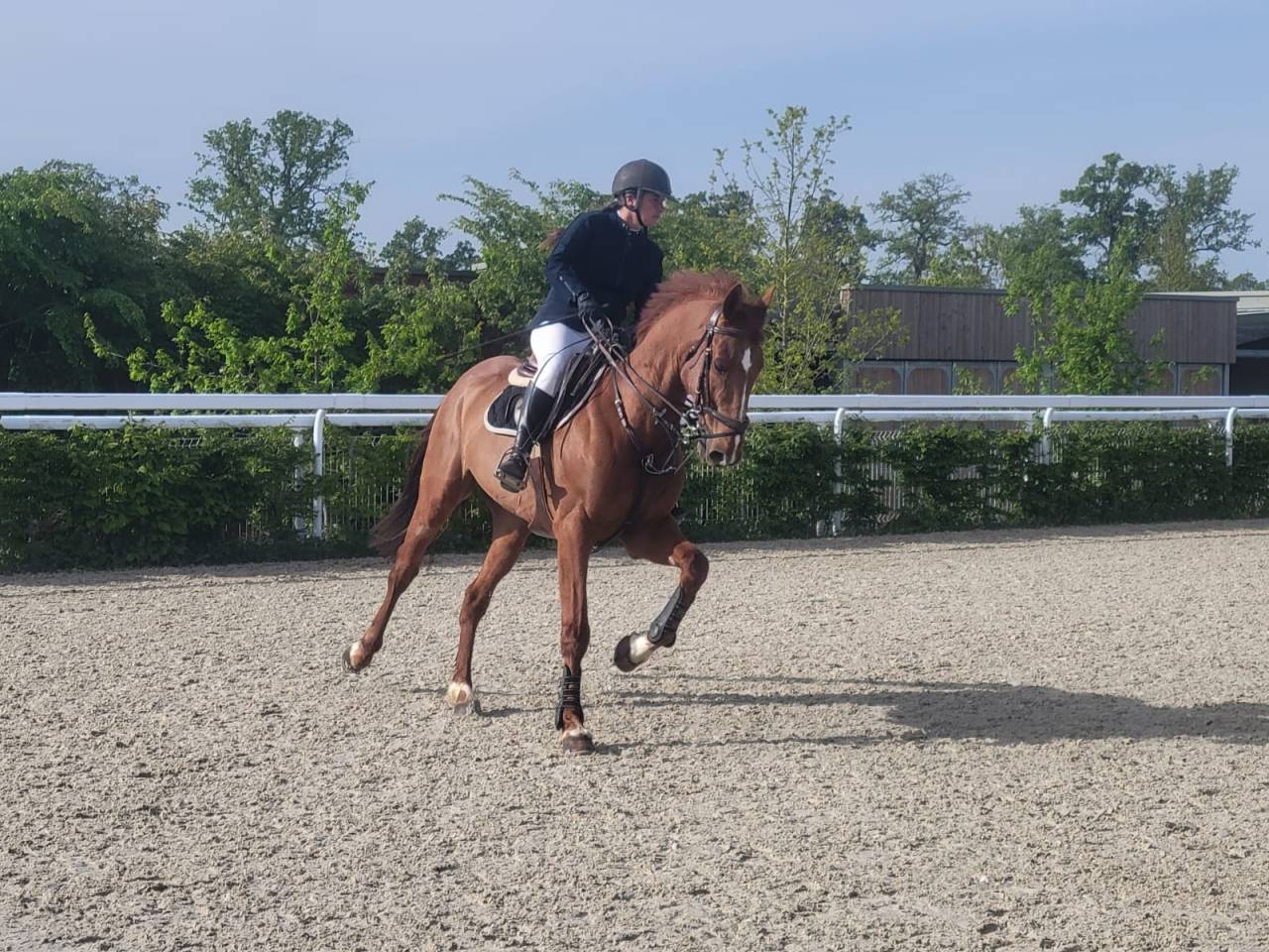Caballo castrado Trot&oacute;n Franc&eacute;s En venta 2015 Alaz&aacute;n tostado