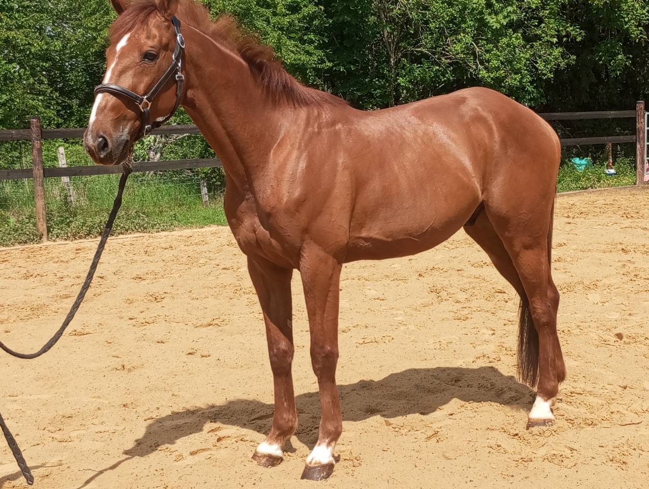 Caballo castrado Trot&oacute;n Franc&eacute;s En venta 2015 Alaz&aacute;n tostado
