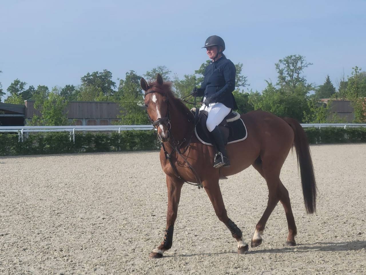 Caballo castrado Trot&oacute;n Franc&eacute;s En venta 2015 Alaz&aacute;n tostado