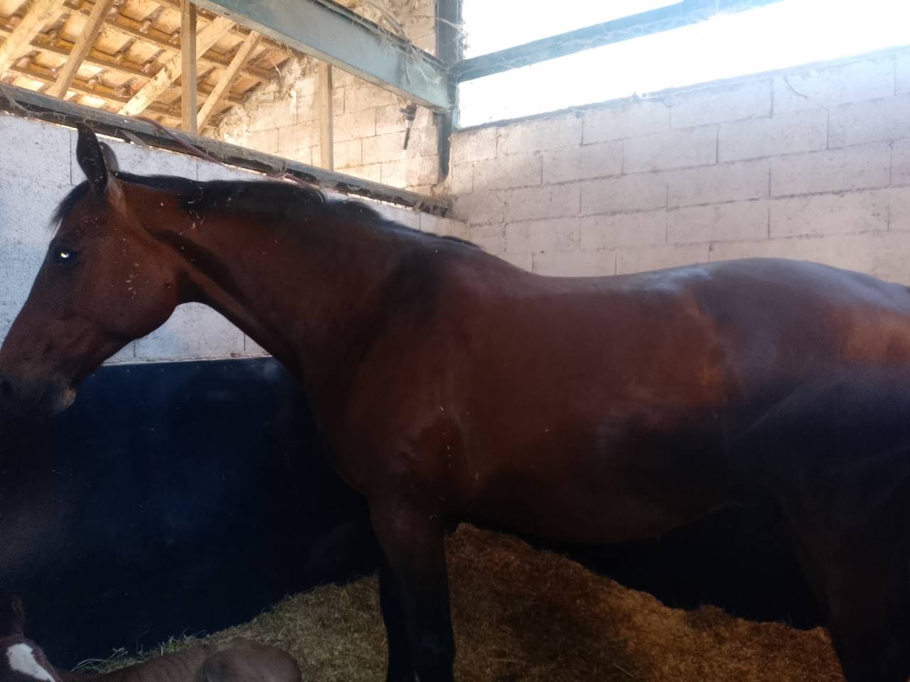 Yegua Silla Franc&eacute;s En venta 2014 Bayo por KANNAN