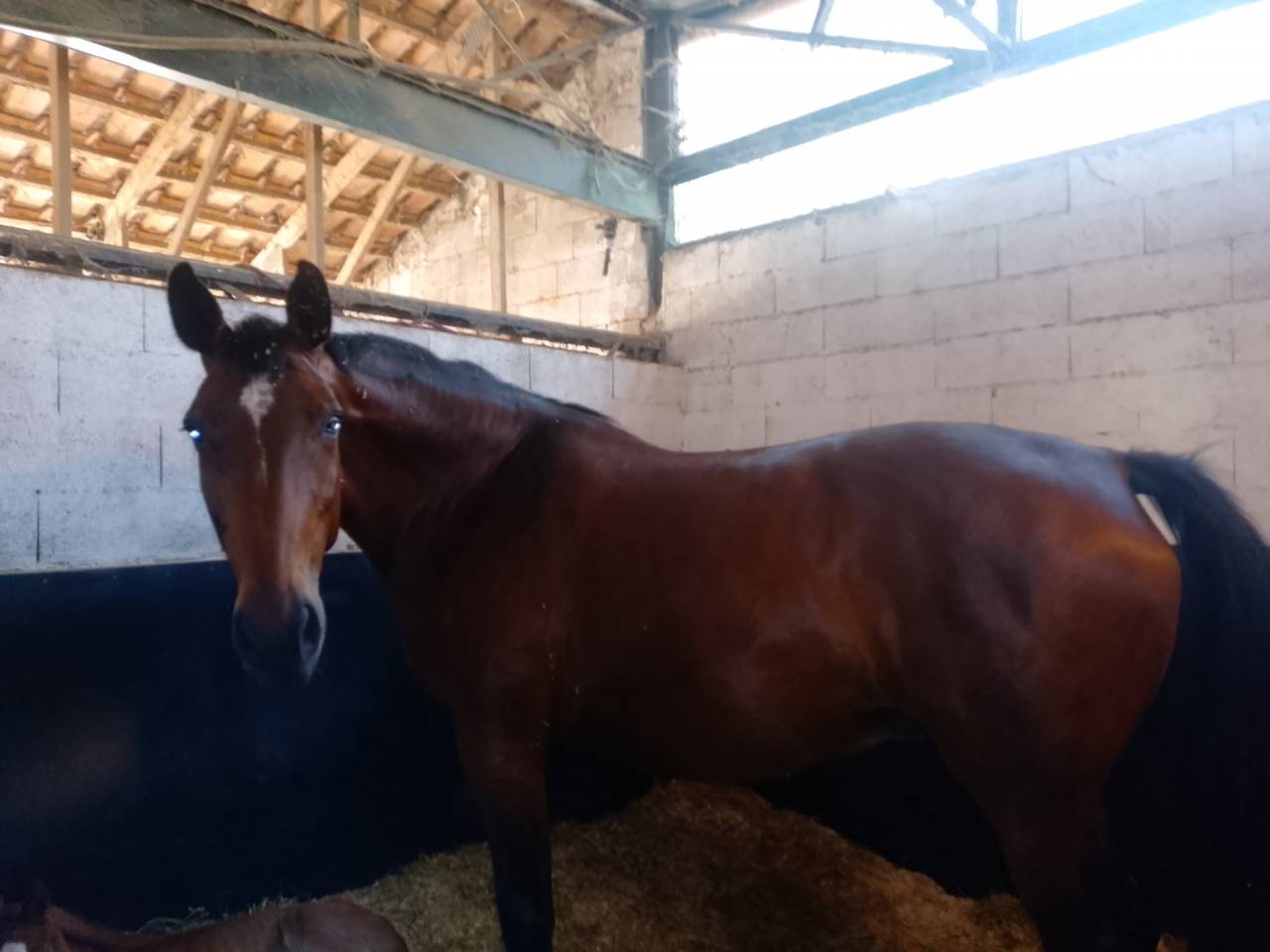 Yegua Silla Franc&eacute;s En venta 2014 Bayo por KANNAN