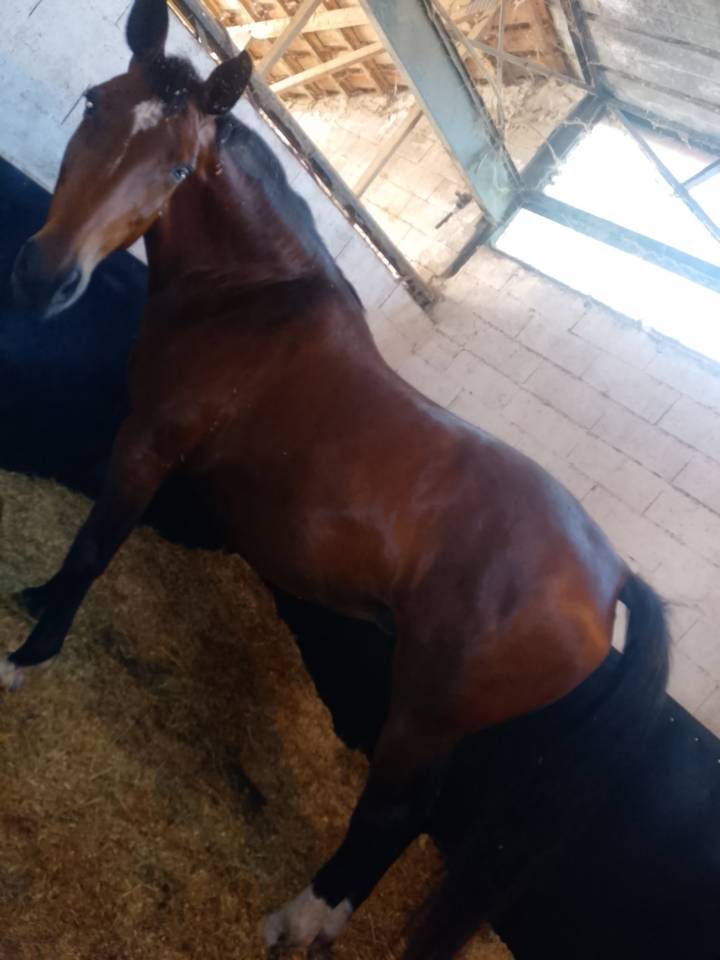 Yegua Silla Franc&eacute;s En venta 2014 Bayo por KANNAN