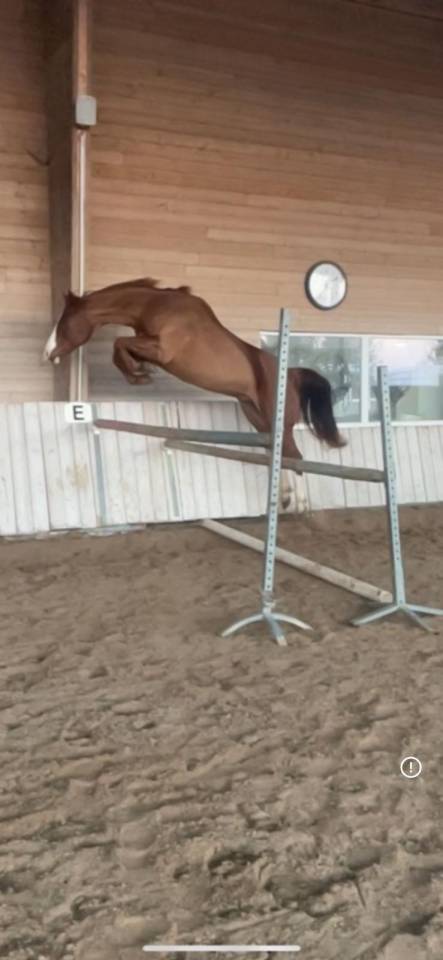 Caballo castrado Paint Horse En venta 2017 Alaz&aacute;n por Urban Dazzle Star