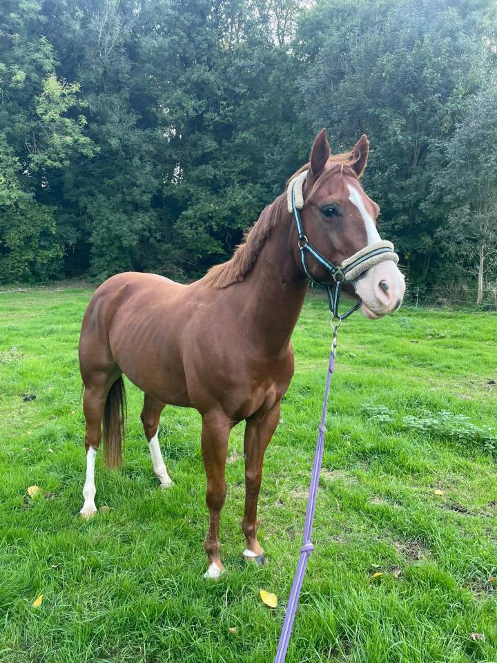 Caballo castrado Paint Horse En venta 2017 Alaz&aacute;n por Urban Dazzle Star
