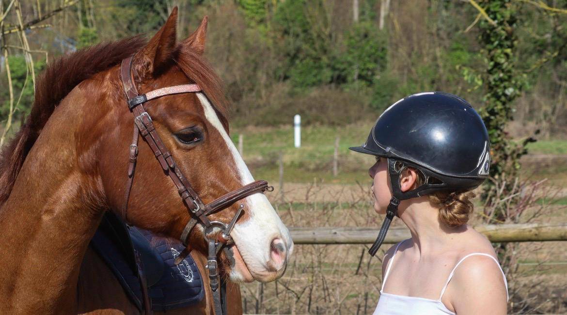 Caballo castrado Paint Horse En venta 2017 Alaz&aacute;n por Urban Dazzle Star