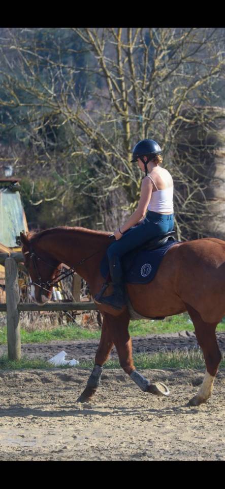 Caballo castrado Paint Horse En venta 2017 Alaz&aacute;n por Urban Dazzle Star