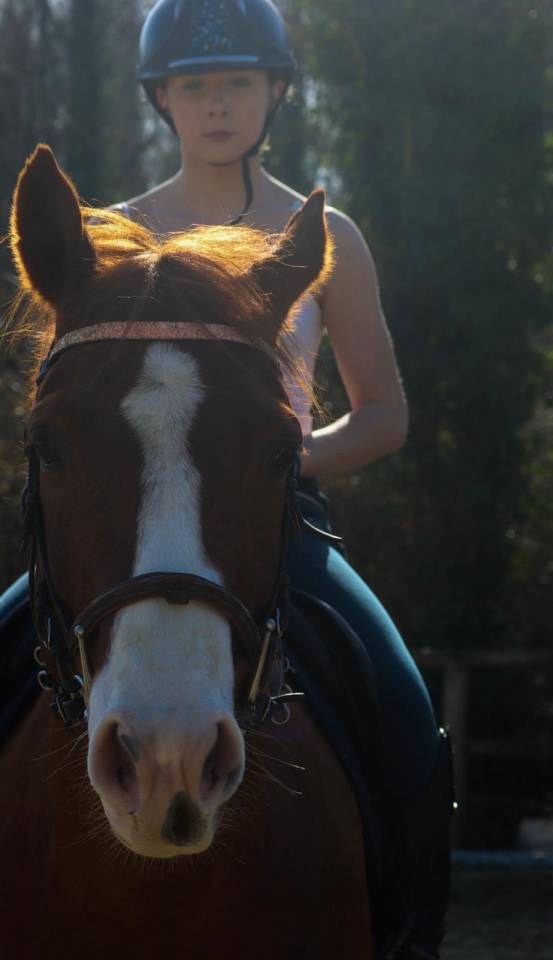 Caballo castrado Paint Horse En venta 2017 Alaz&aacute;n por Urban Dazzle Star