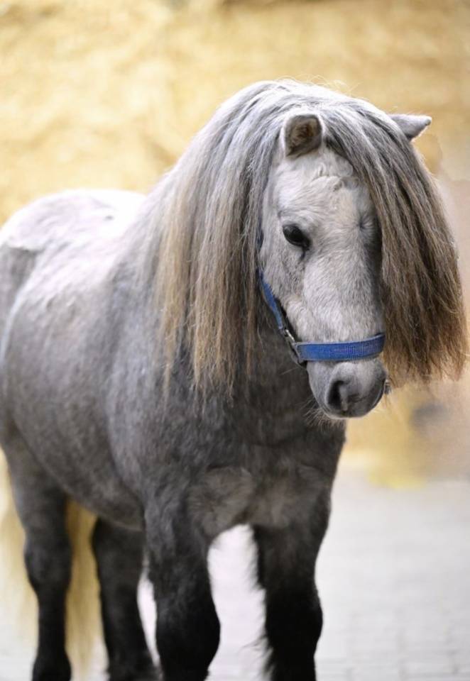 Caballo entero Shetland Pr&eacute;stamo 2023 Tordo