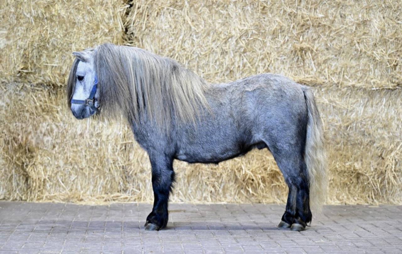 Caballo entero Shetland Pr&eacute;stamo 2023 Tordo