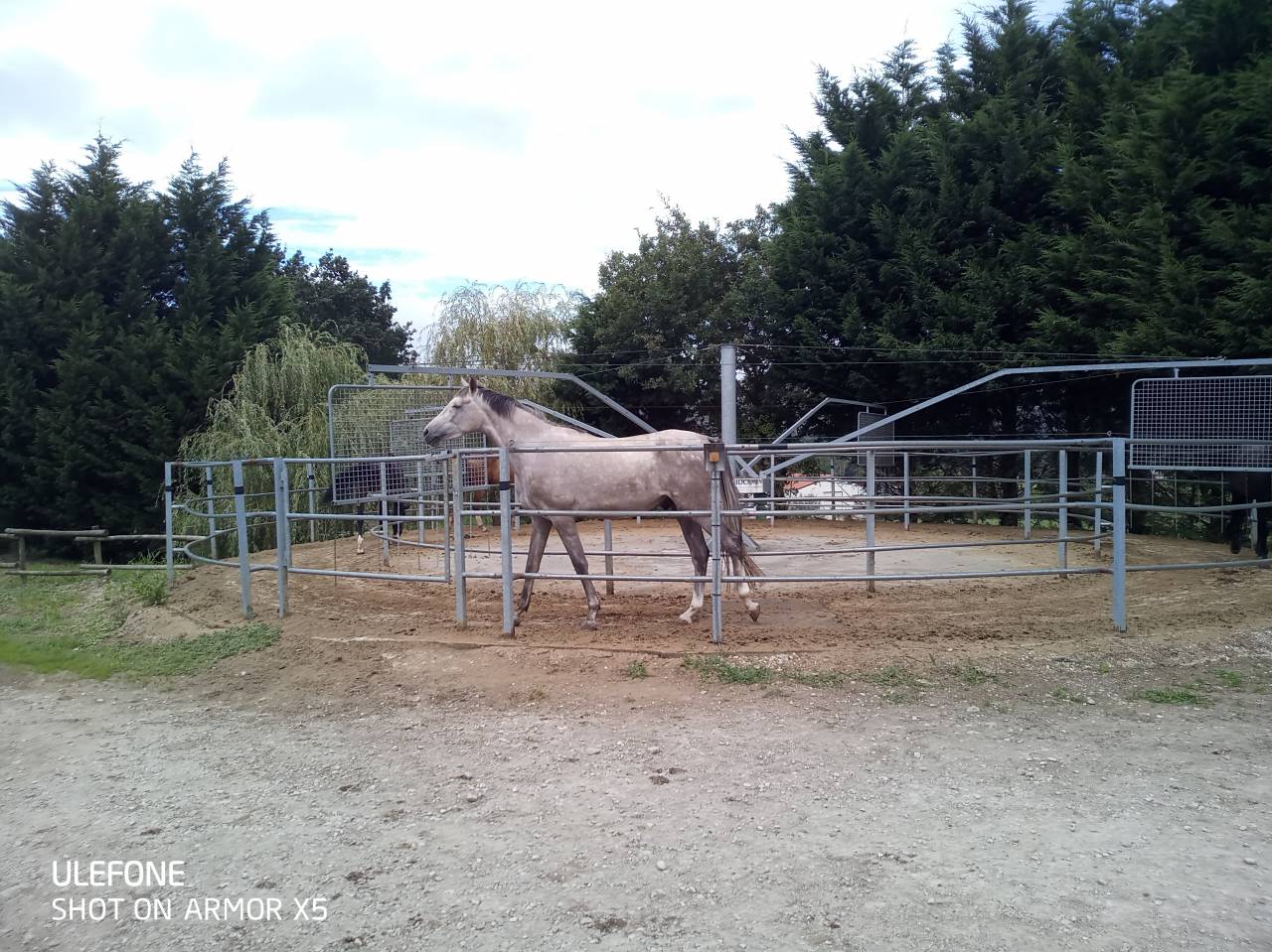 PUPILAJE DE CABALLOS &ndash; CENTRO ECUESTRE EL PINAR
