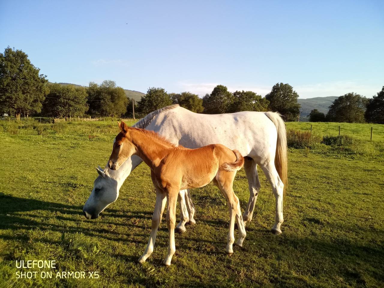 PUPILAJE DE CABALLOS &ndash; CENTRO ECUESTRE EL PINAR