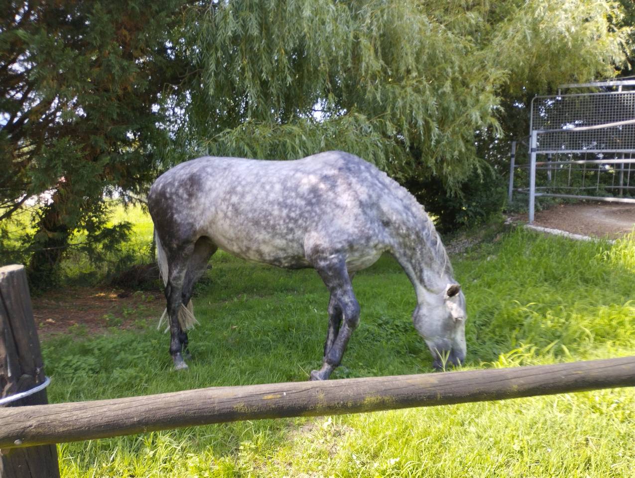 PUPILAJE DE CABALLOS &ndash; CENTRO ECUESTRE EL PINAR