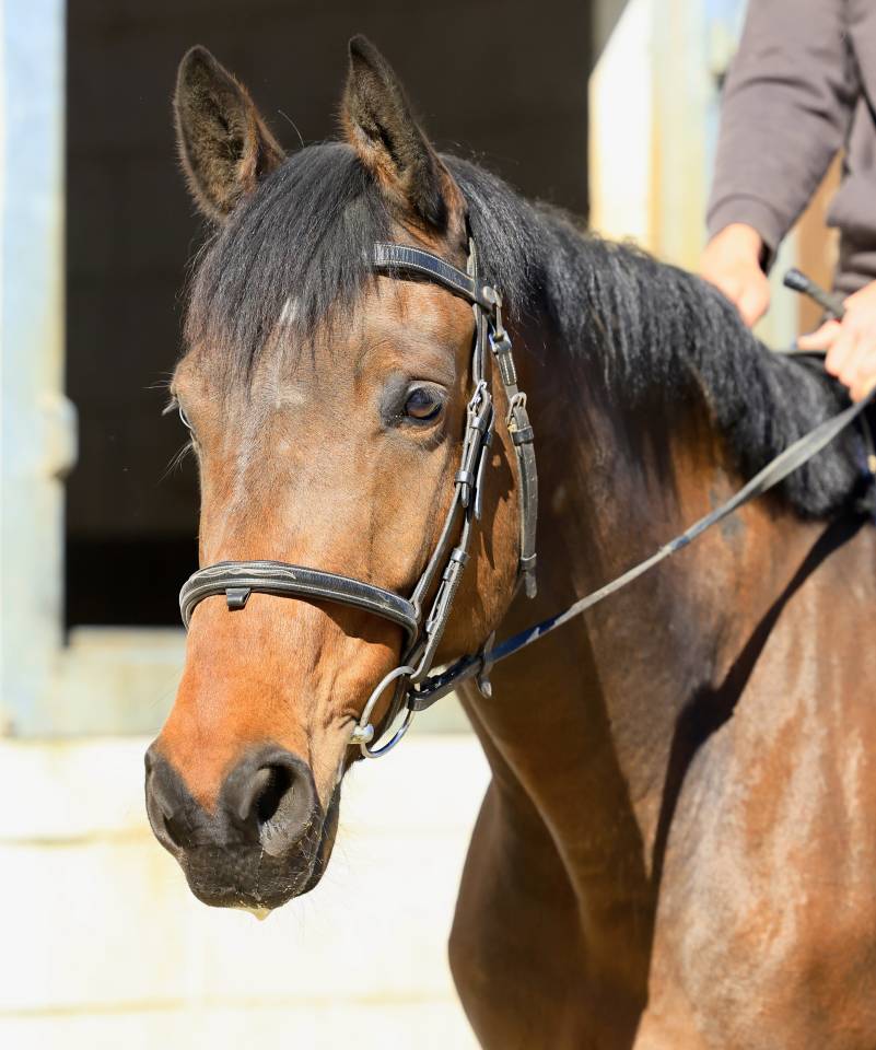Caballo castrado sBs Caballo de Deporte Belga En venta 2021 Bayo por Quel homme de Hus