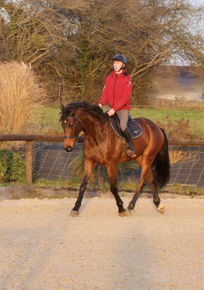 Caballo castrado sBs Caballo de Deporte Belga En venta 2021 Bayo por Quel homme de Hus