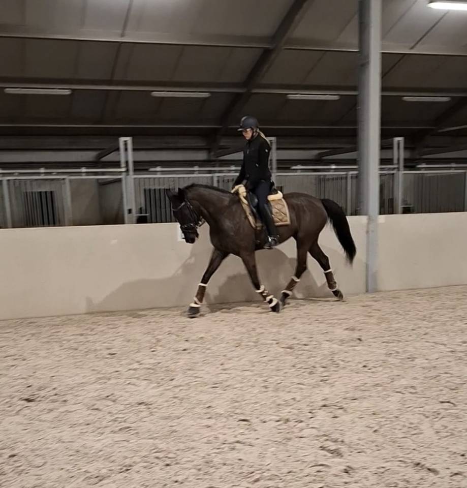 Yegua sBs Caballo de Deporte Belga En venta 2017 Negro por DESTANO