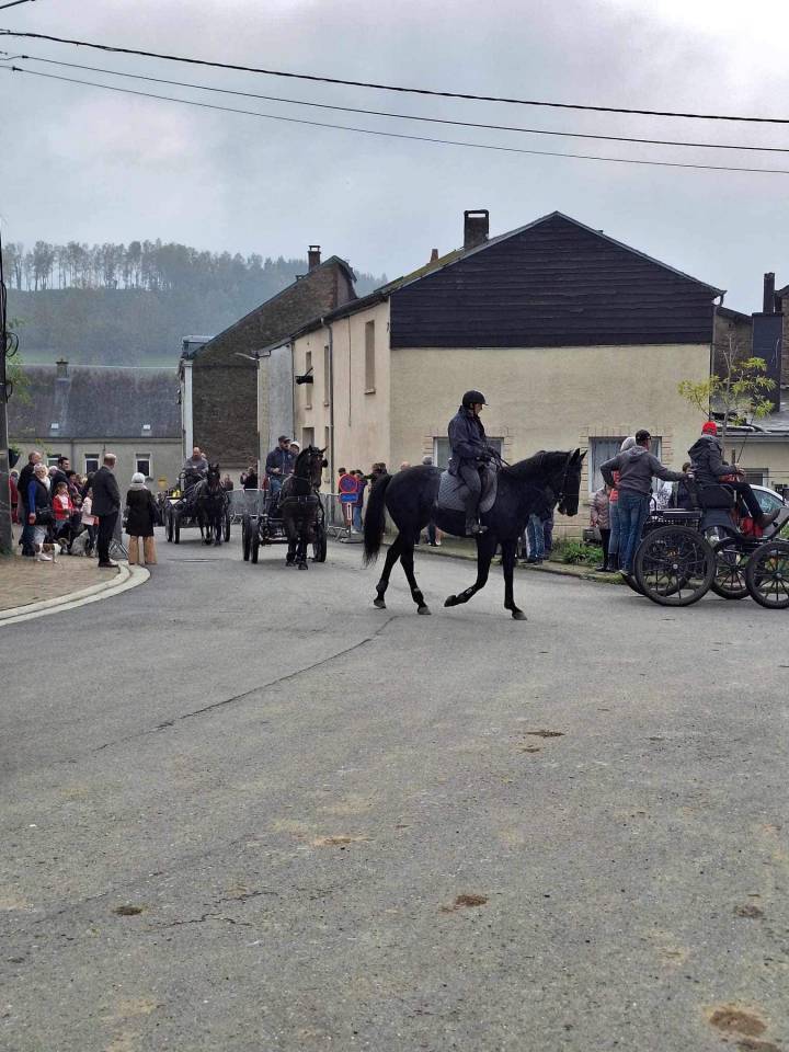 Yegua sBs Caballo de Deporte Belga En venta 2017 Negro por DESTANO