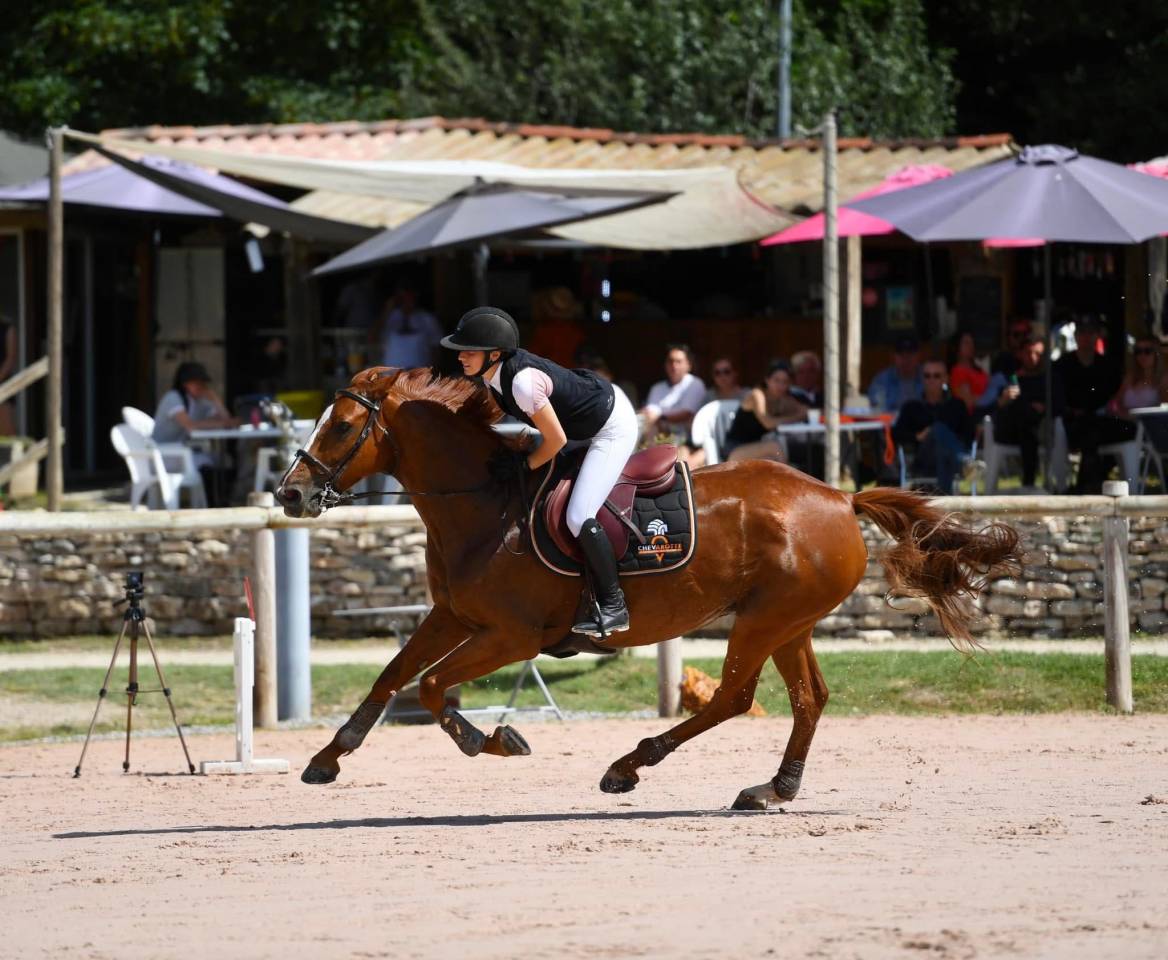 Yegua Silla Franc&eacute;s En venta 2013 Bayo por Safari d&rsquo;auge