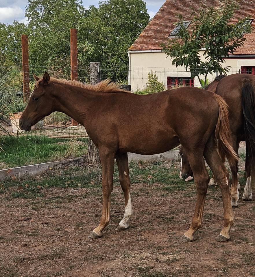 Potro Pura Sangre Arabe En venta 2026 Alaz&aacute;n por A F MANJAROH 