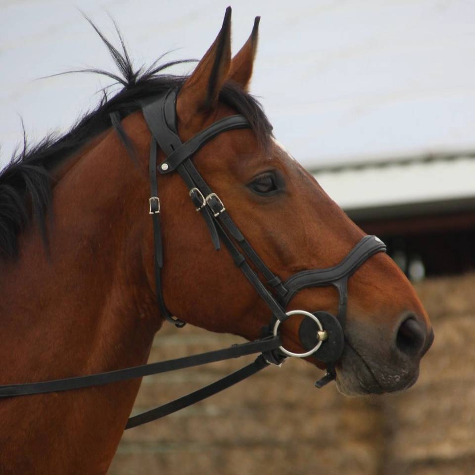Caballo castrado Zangersheide En venta 2005 Bayo por Diarado Holst Warmblut