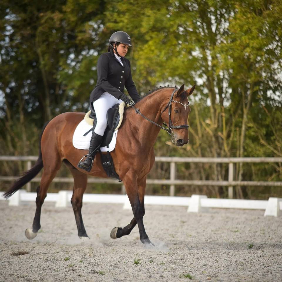 Caballo castrado Zangersheide En venta 2005 Bayo por Diarado Holst Warmblut