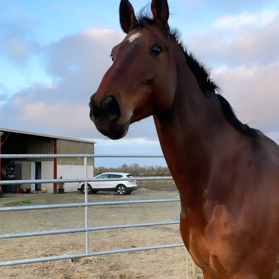 Caballo castrado Zangersheide En venta 2005 Bayo por Diarado Holst Warmblut
