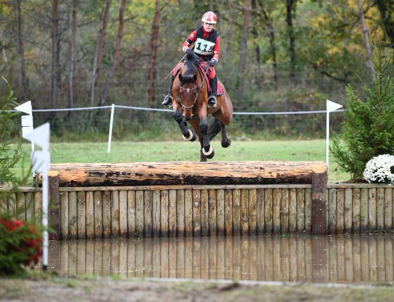 Caballo castrado Zangersheide En venta 2005 Bayo por Diarado Holst Warmblut