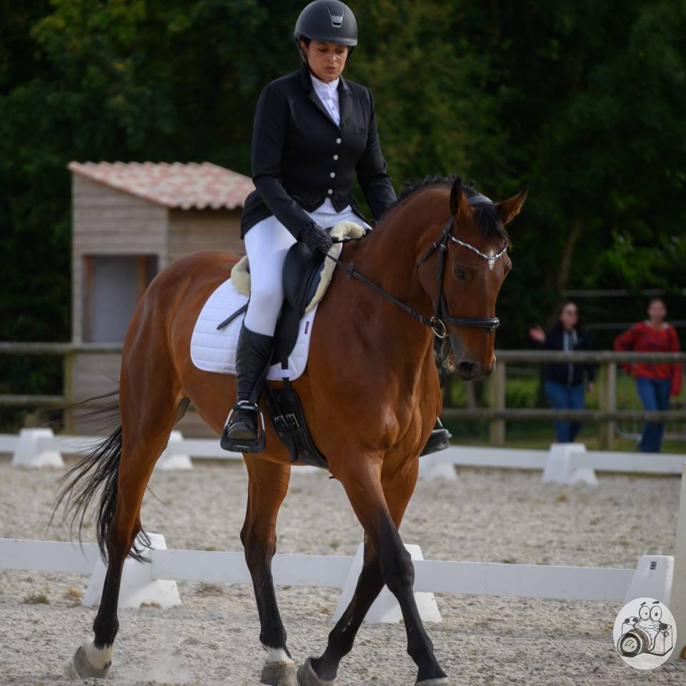 Caballo castrado Zangersheide En venta 2005 Bayo por Diarado Holst Warmblut