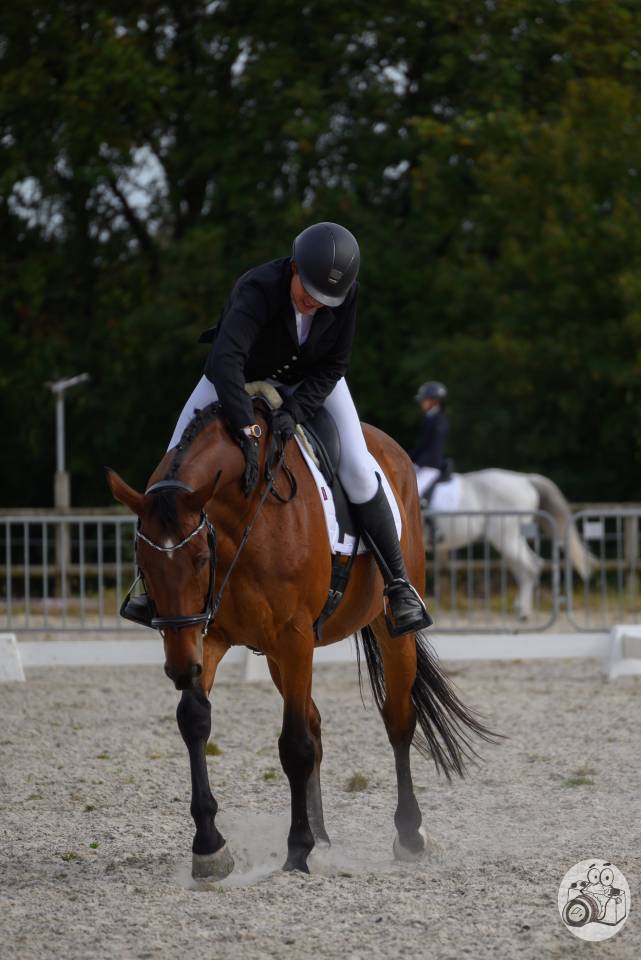 Caballo castrado Zangersheide En venta 2005 Bayo por Diarado Holst Warmblut