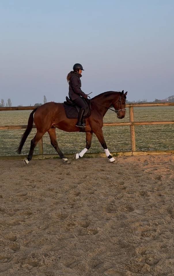 Caballo castrado Zangersheide En venta 2005 Bayo por Diarado Holst Warmblut