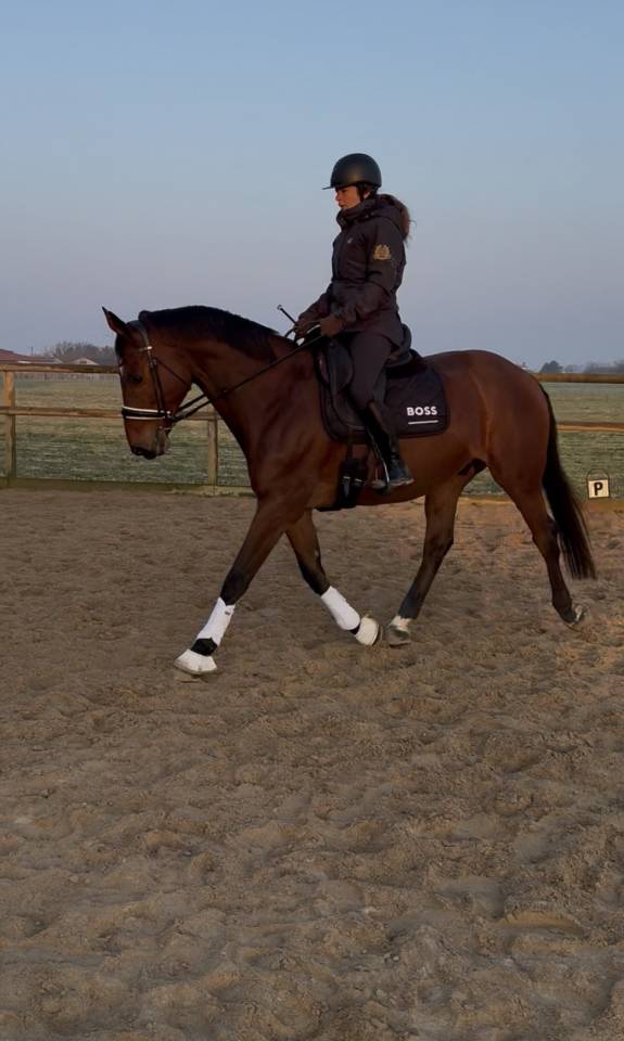 Caballo castrado Zangersheide En venta 2005 Bayo por Diarado Holst Warmblut