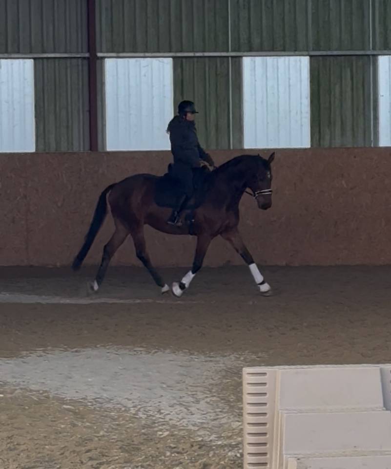 Caballo castrado Zangersheide En venta 2005 Bayo por Diarado Holst Warmblut