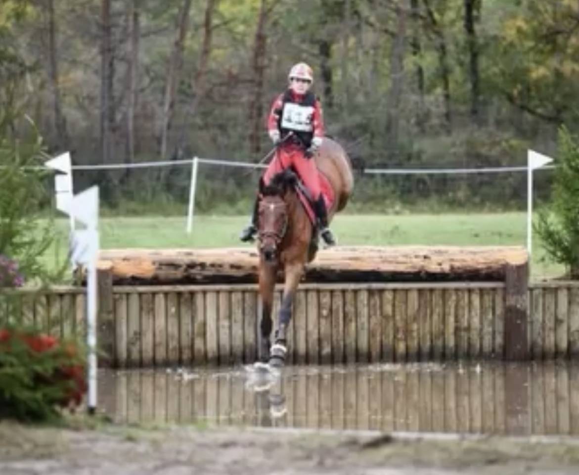 Caballo castrado Zangersheide En venta 2010 Bayo por Diarado Holst Warmblut