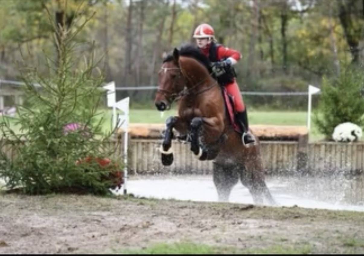 Caballo castrado Zangersheide En venta 2010 Bayo por Diarado Holst Warmblut