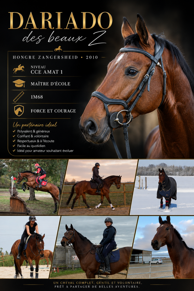 Caballo castrado Zangersheide En venta 2010 Bayo por Diarado Holst Warmblut