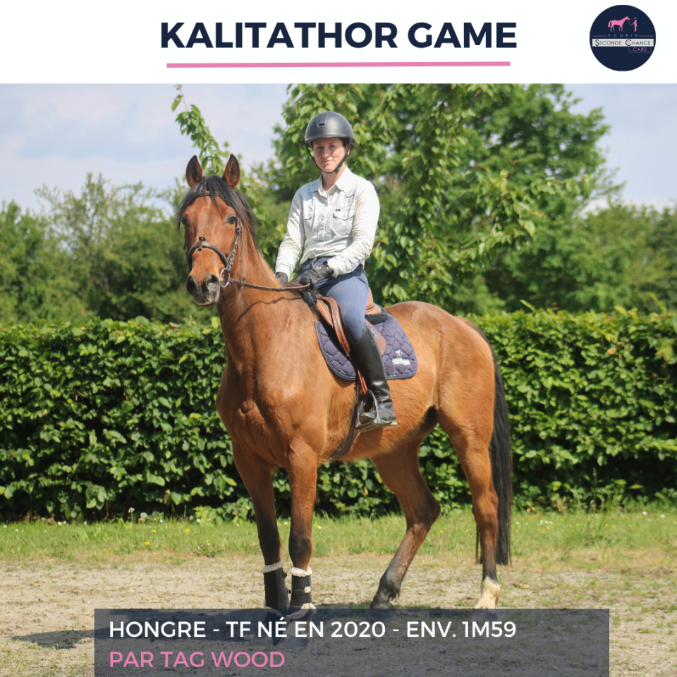 Caballo castrado Trot&oacute;n Franc&eacute;s En venta 2020 Bayo