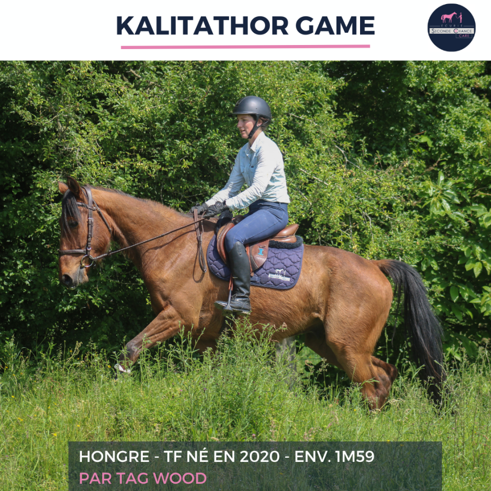 Caballo castrado Trot&oacute;n Franc&eacute;s En venta 2020 Bayo