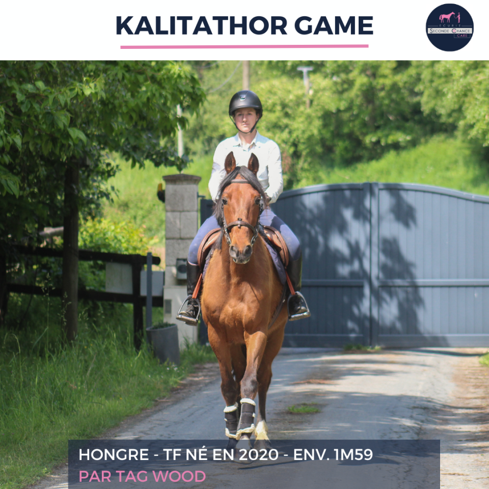 Caballo castrado Trot&oacute;n Franc&eacute;s En venta 2020 Bayo