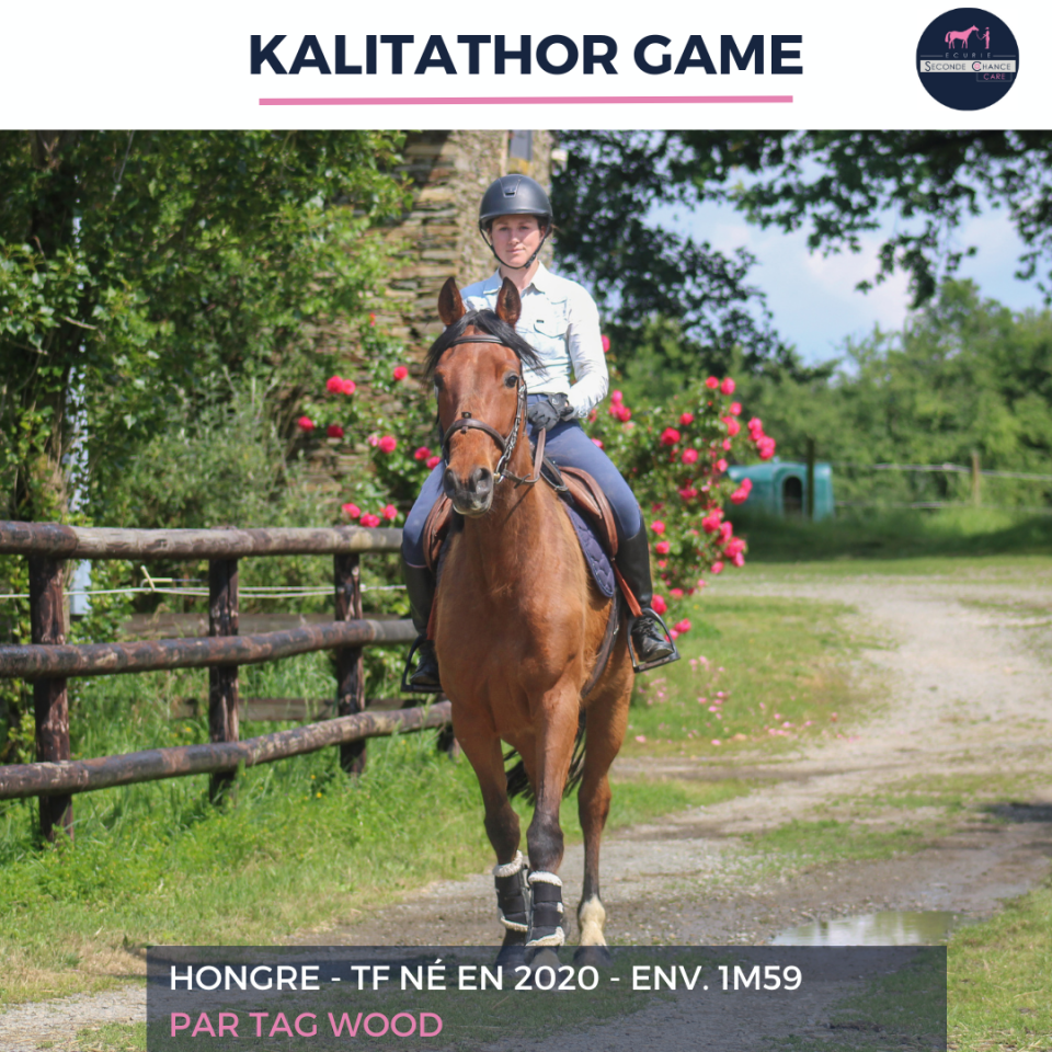 Caballo castrado Trot&oacute;n Franc&eacute;s En venta 2020 Bayo