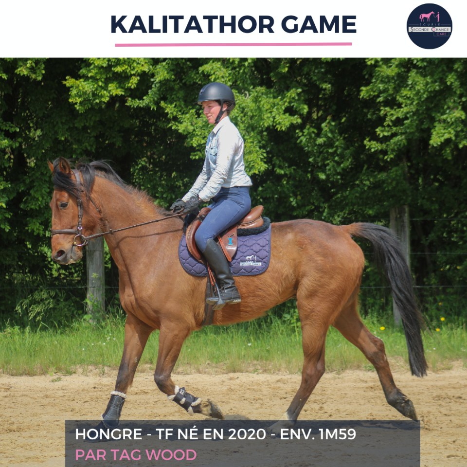 Caballo castrado Trot&oacute;n Franc&eacute;s En venta 2020 Bayo