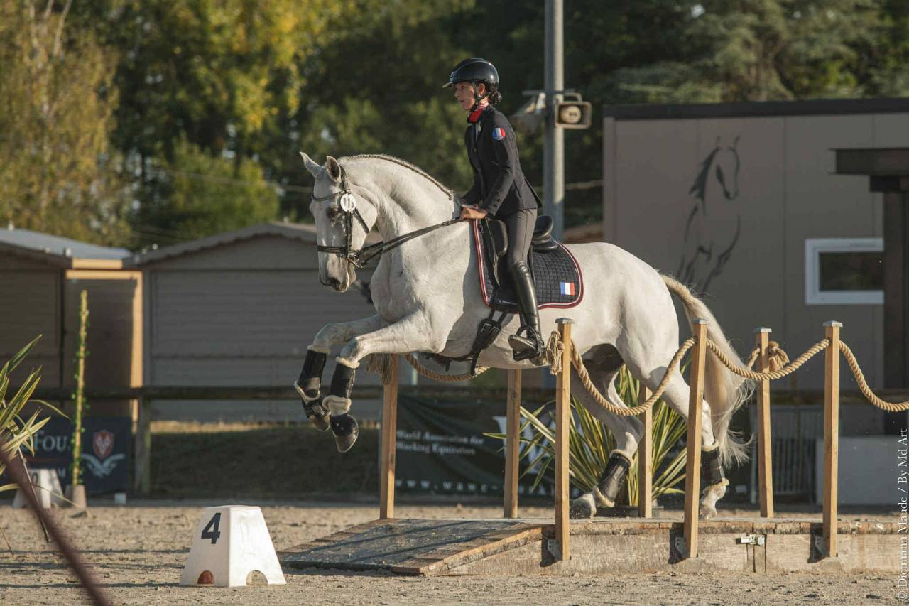 Caballo castrado Lusitano En venta 2012 Tordo