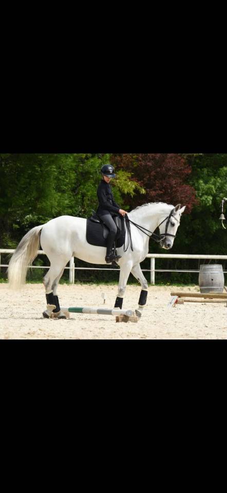 Caballo castrado Lusitano En venta 2012 Tordo
