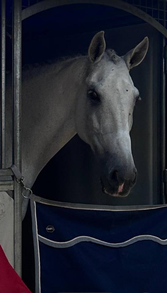 Caballo castrado Lusitano En venta 2012 Tordo
