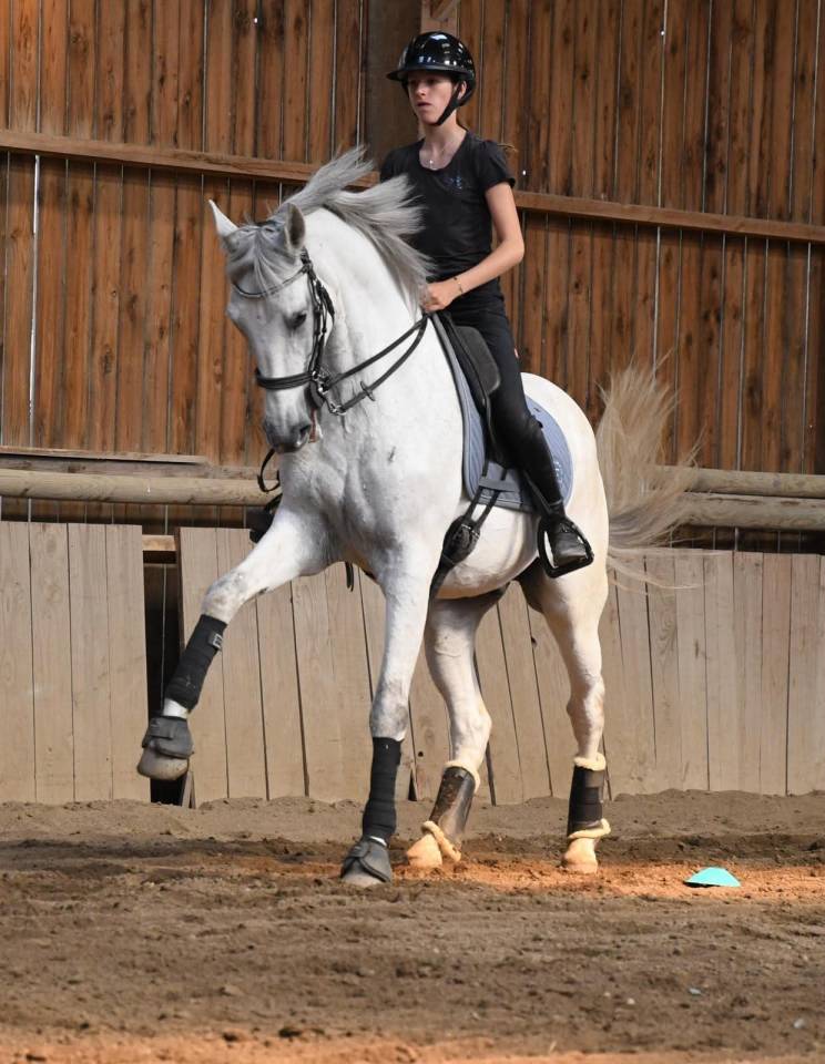 Caballo castrado Lusitano En venta 2012 Tordo