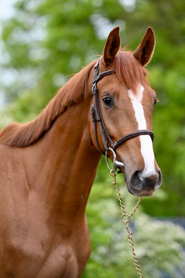 Caballo castrado KWPN Caballo de Deporte Neerland&eacute;s En venta 2022 Alaz&aacute;n por MATTIAS VDL