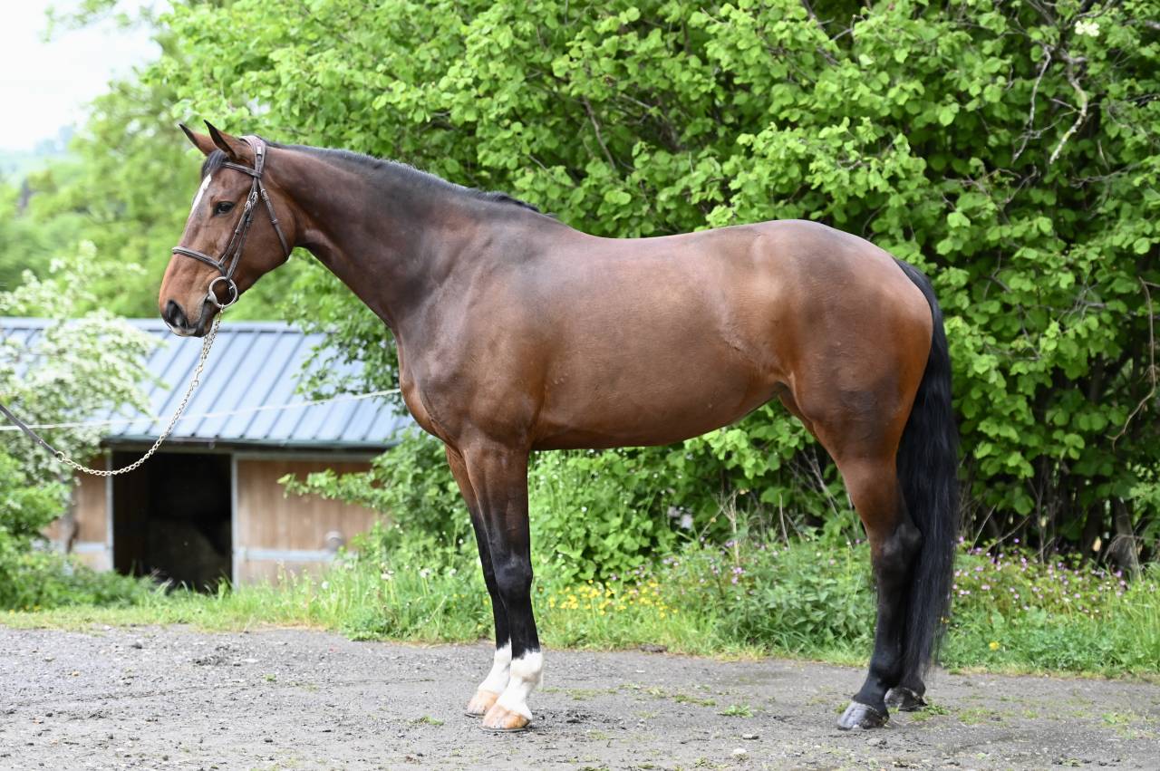 Yegua Zangersheide En venta 2018 Bayo por RICHEBOURG