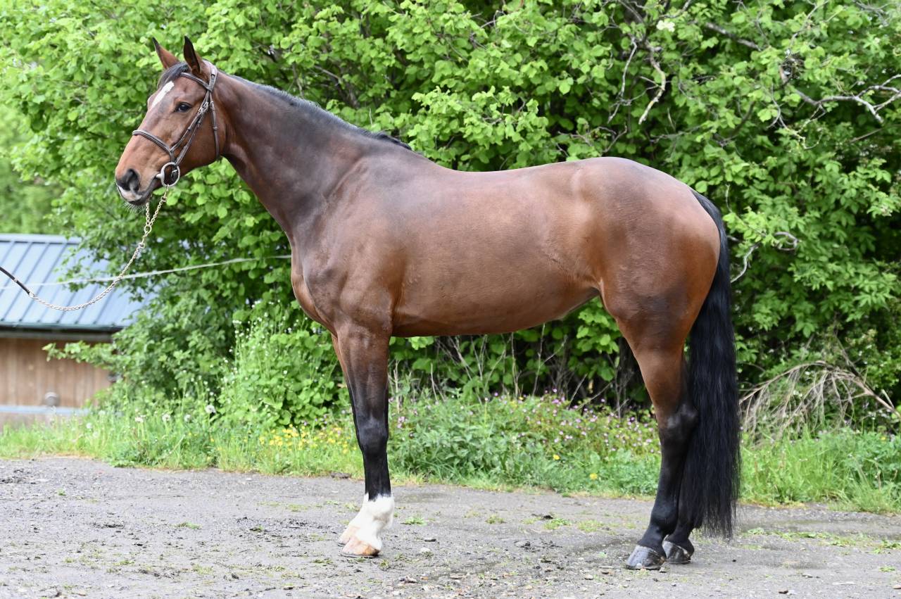 Yegua Zangersheide En venta 2018 Bayo por RICHEBOURG