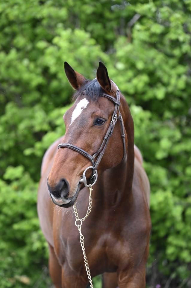 Yegua Zangersheide En venta 2018 Bayo por RICHEBOURG