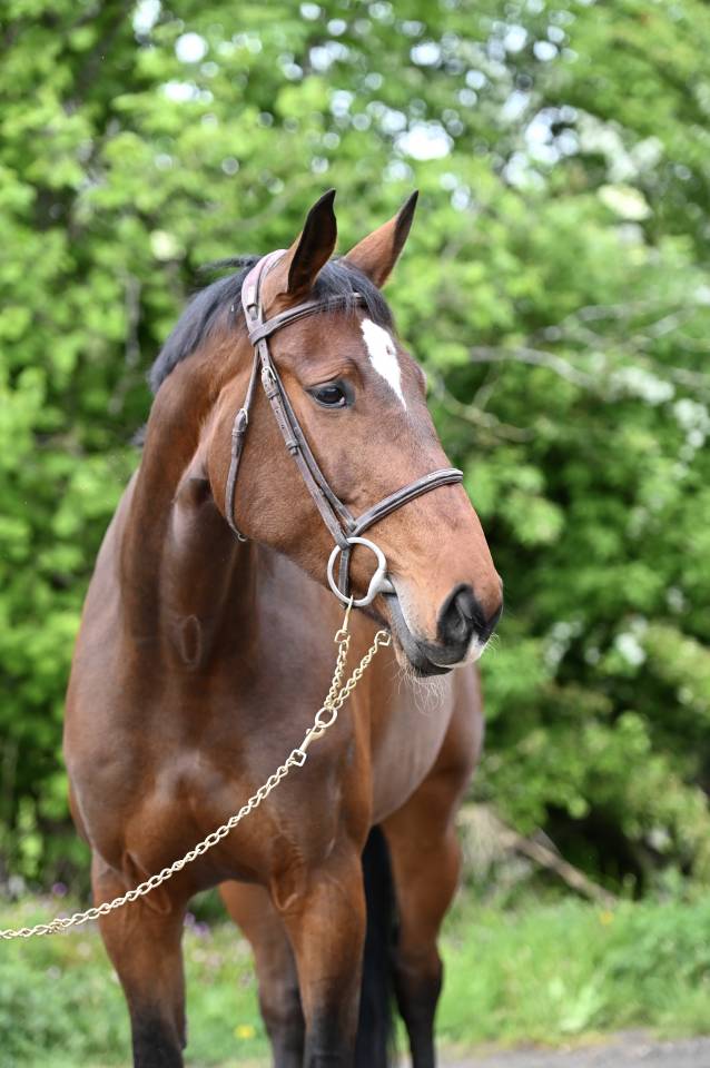 Yegua Zangersheide En venta 2018 Bayo por RICHEBOURG